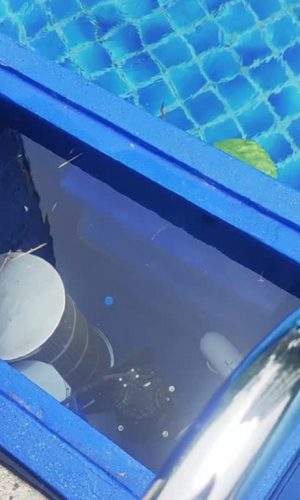 Top-down view into the open compartment of a wall-mounted blue plug and play pool filter displaying the internal filter cartridge and pump mechanism.